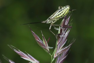 High on grass.... (Steve Don)