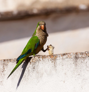 Aves urbanas.... (tonydelgado3)