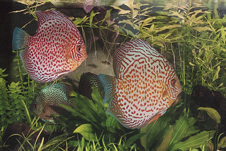 Pecera. (J.G.Sansano)