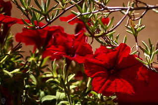 P&eacute;talos de sangre rojos como los besos (Egg2704)