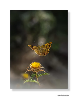 Argynnis-pandora_P7303029 (Jes&uacute;s&Aacute;ngel)