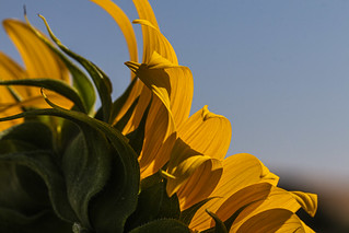 Campi&ntilde;a, girasoles - JosCar - 280626 - 1 (33) (Jos&eacute; Carlos Cabello)