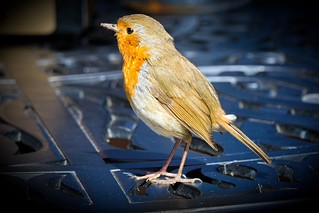 Robin. (r.zenon)