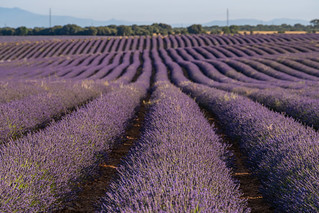 Campos de lavanda (canonixus1)
