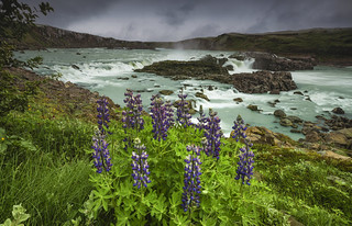 Urri&eth;afoss waterfall (yan08865)