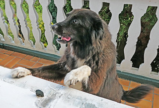 Eko. (Luis M&ordf; Lainsa)