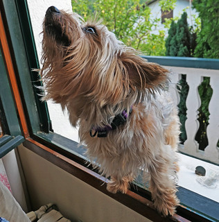 Luka (Luis M&ordf; Lainsa)
