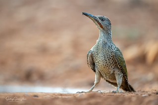 Pito ib&eacute;rico / Iberian Green Woodpecker (Picus sharpei) (Santiago GV)