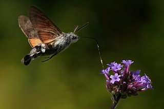 Poetry in motion .... (Steve Don)