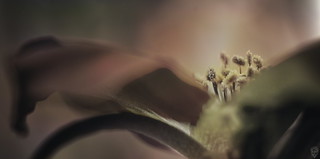 Reescribiendo la paleta de la naturaleza (Egg2704)