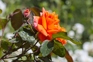 Rose. (r.zenon)