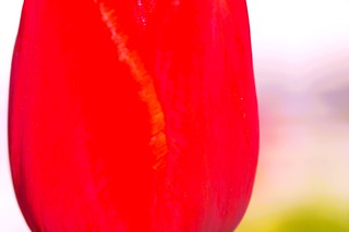 TULIP&Aacute;N ROJO. (avempace2)