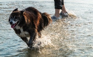 Zeus on the loose! (Robert Borden)
