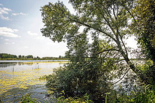DSC_0136-2.jpg 1 . Le marais d&rsquo;Arleux (yves62160)
