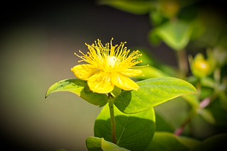 St Johns Wart (Hypeum perforatum). (r.zenon)
