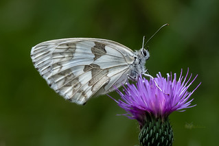 Mariposa (Pablo y Juli&aacute;n)