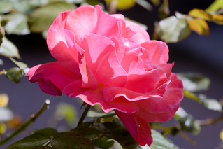 Rose. (r.zenon)