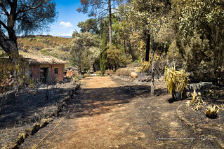 Tristes im&aacute;genes tras el incendio (Jos&eacute; Antonio Domingo RODR&Iacute;GUEZ RODR&Iacute;GUEZ)
