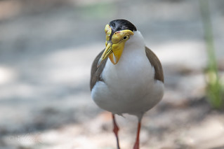Masked Lapwing (veltrahez)