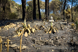 Tristes im&aacute;genes tras el incendio (Jos&eacute; Antonio Domingo RODR&Iacute;GUEZ RODR&Iacute;GUEZ)