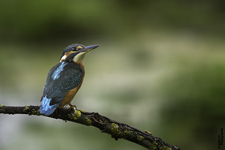 Martin-p&ecirc;cheur d'Europe (Alcedo atthis) (boblecram)