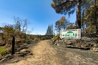 Tristes im&aacute;genes tras el incendio (Jos&eacute; Antonio Domingo RODR&Iacute;GUEZ RODR&Iacute;GUEZ)