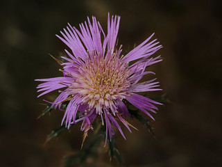 Atractylis humilis... (JLuis San Agust&iacute;n)