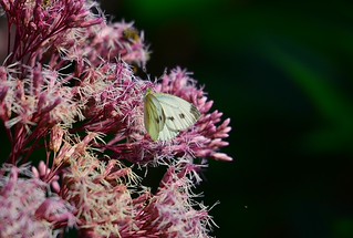Pieride du chou "Pieris brassicae" (dadie92)