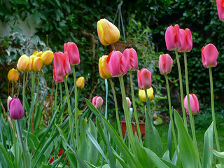 Tulipanes. (J.G.Sansano)