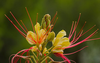 Caesalpinia gilliesii (JLuis San Agust&iacute;n)