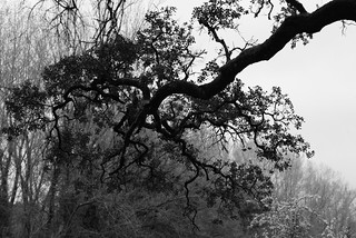 Geometr&iacute;a del bosque... (B.Rufo)