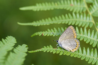 Laeosopis roboris (Javi Diez Porras)