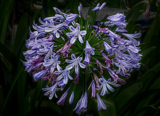 AGAPANTHUS (Ger1969)