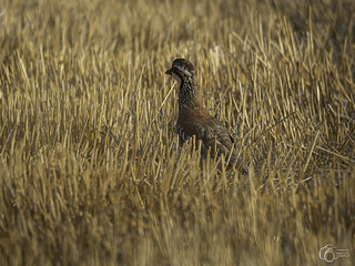 Perdiz roja (Pedro Gonzalez Aurrekoetxea)