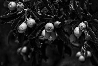 Gotas de tiempo detenidas (Egg2704)
