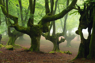 Walking Among Giants (Hector Prada)