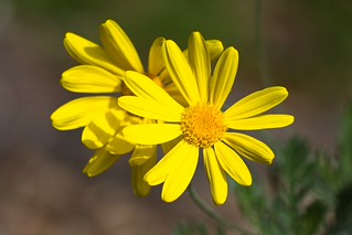 Yellow Flowers. (r.zenon)