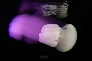 Jellyfish (HANI BADER)