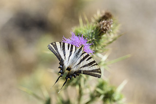 Iphiclides feisthamelii (Javi Diez Porras)