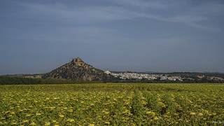 Castillo de Almod&oacute;var del R&iacute;o, el castillo sobre alfombra de girasoles - JosCar - 190726 - 12 (Jos&eacute; Carlos Cabello)