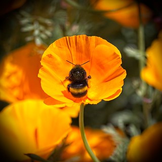 Californian Poppy & Bee. (r.zenon)