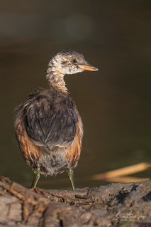 Zampull&iacute;n com&uacute;n / Little Grebe (Tachybaptus ruficollis) (Santiago GV)