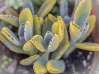 Kalanchoe (BLAMANTI)