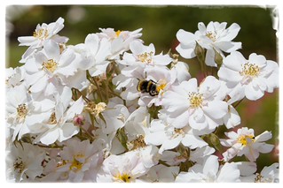 White Roses & Bee. (r.zenon)