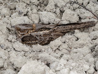 CHOTACABRAS PARDO (BLAMANTI)