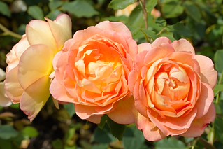 Roses. (r.zenon)
