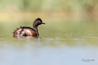 Zampull&iacute;n cuellinegro / Black-necked Grebe (Podiceps nigricollis) (Santiago GV)