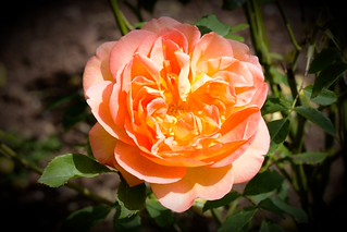 Rose. (r.zenon)