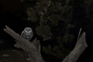 Athene noctua (Rafael D&iacute;ez)