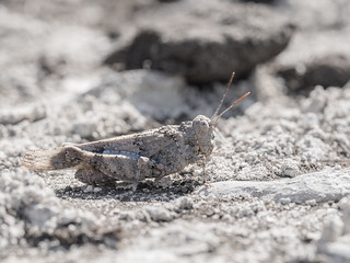 SALTAMONTES (BLAMANTI)